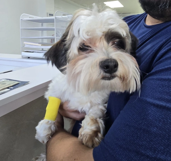 img-atención-de-emergencias-en-clinica-veterinaria-guaynabo